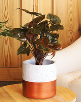 نبتة السنجونيوم